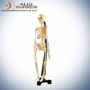 skelet Modeli 46 cm